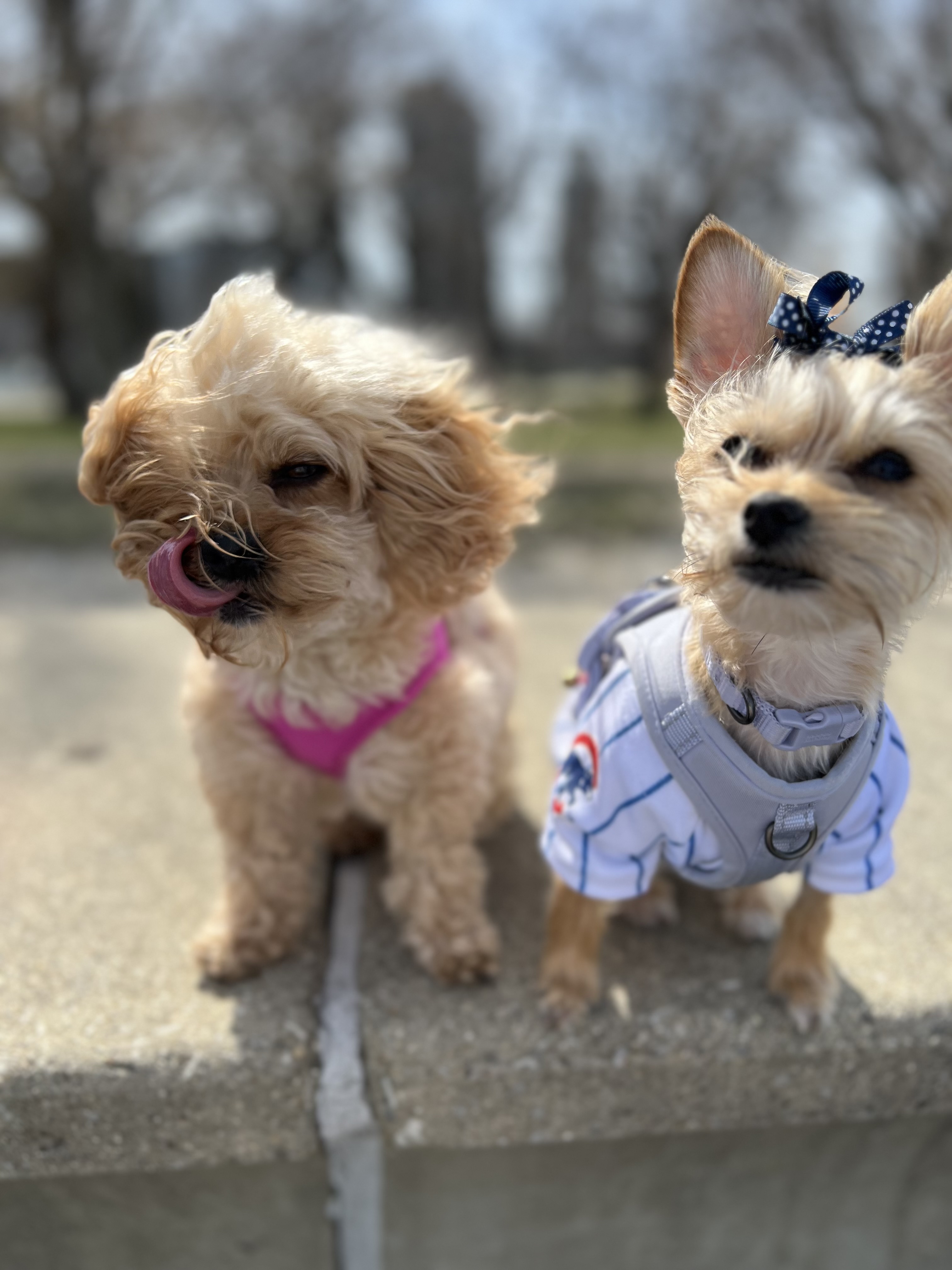Bella and Millie, Co-Chief Morale Officers